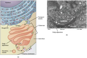 Two images of the Golgi apparatus: a diagram (a) and a micrograph (b) (image description available)