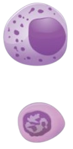 Two lymphocytes; one large, light purple sphere with dark purple lobe and polkadots; one small, round light purple sphere with large dark purple nucleus inside
