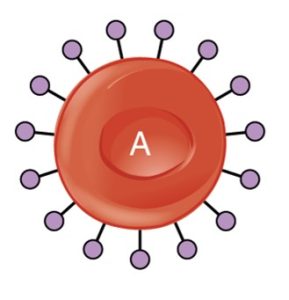 Type A red blood cell with purple circular A antigens projecting from its surface