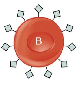 Type B red blood cell with gray diamond-shaped B antigens projecting from its surface