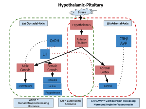A diagram of the HPG and HPA axes. (linked Image Description available)