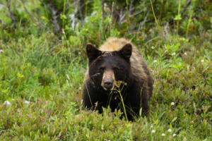 A bear with a dark face and a lighter patch on its back in a green, forested area.