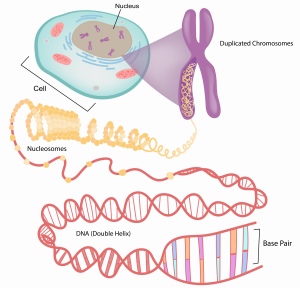 Amoeba sisters- deconstructed DNA