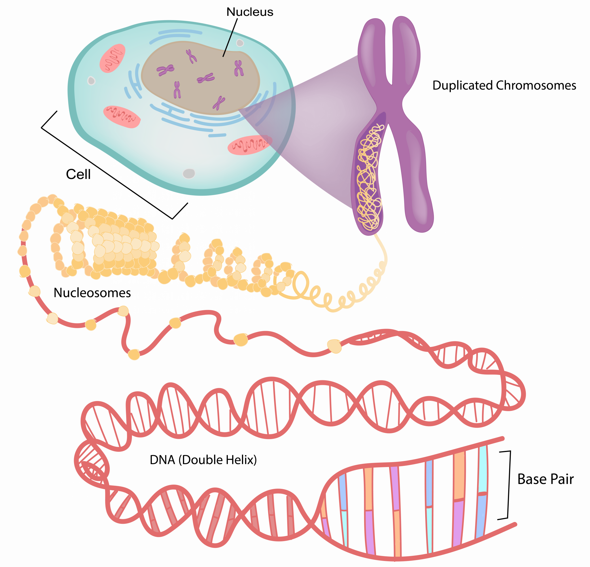 Amoeba sisters- deconstructed DNA