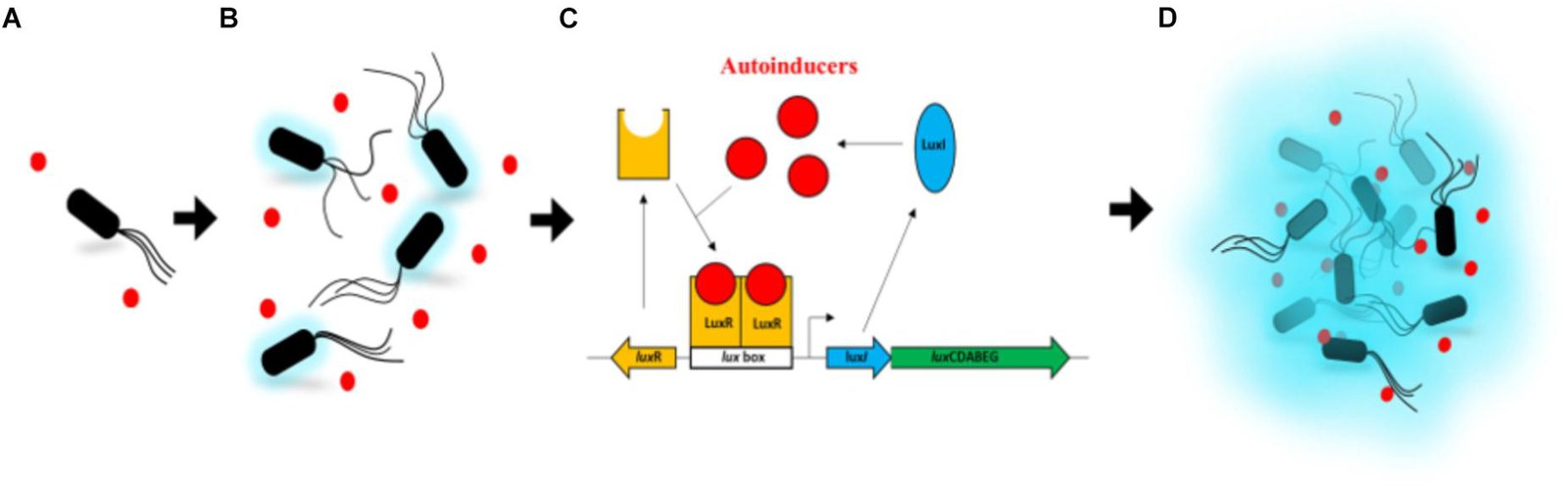 Diagram illustrating quorum sensing in bacteria at the cellular and molecular level.