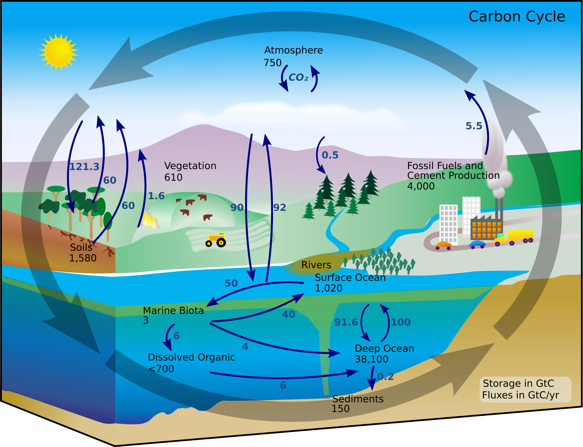 Diagram of the carbon cycle showing exchanges and storage of carbon in the atmosphere, land, and ocean.