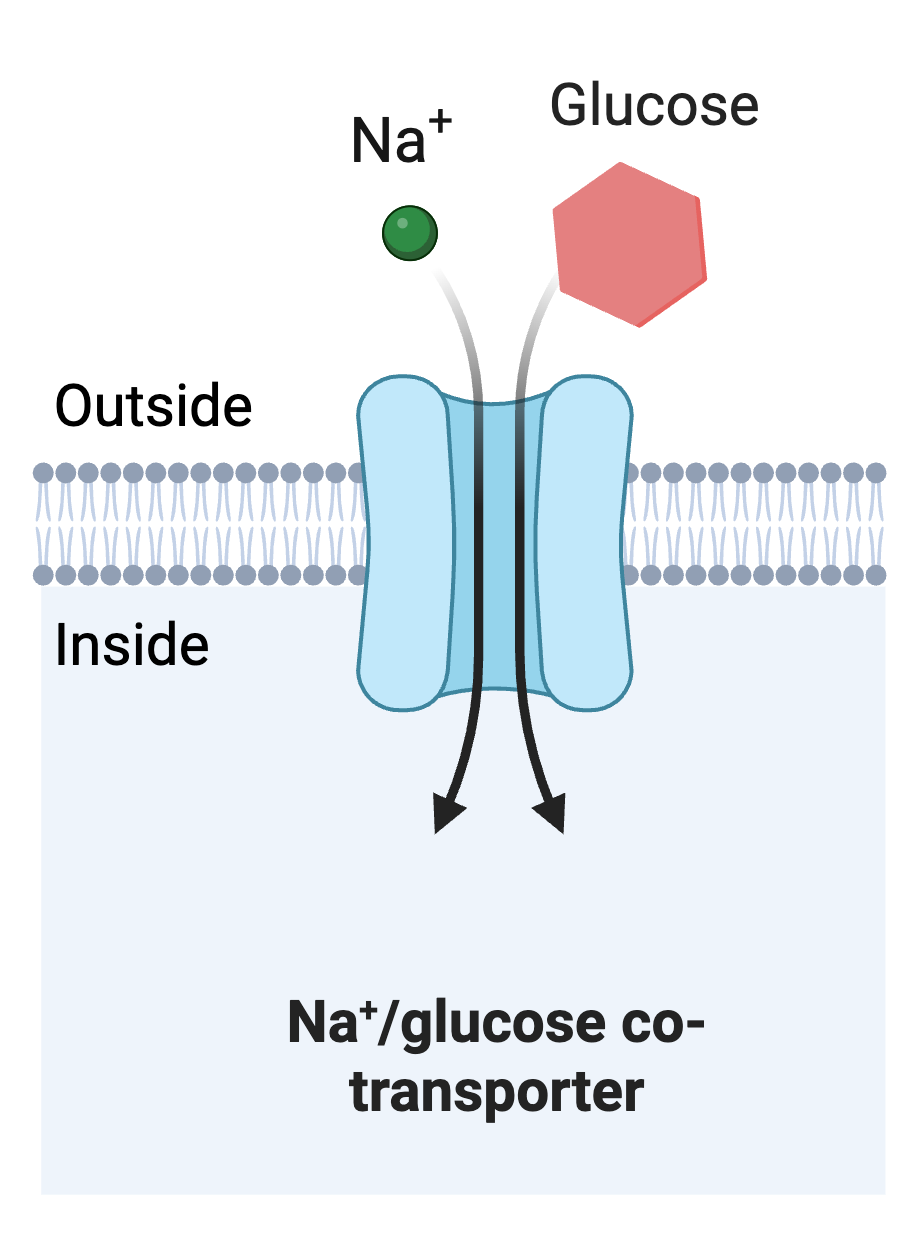Illustration of sodium/glucose co-transporter in a cell membrane which brings both sodium and glucose into a cell.