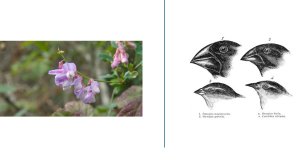 Photo of pea flowers and sketches of four Galapagos finch species with different beak shapes, labeled with species names.