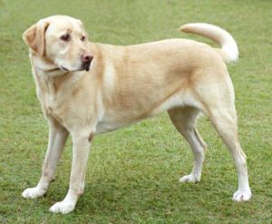 11f.YellowLabradorLooking_new