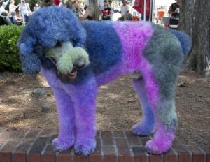 13.poodle-739255_960_720