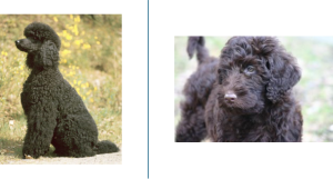 Side-by-side comparison of a curly-haired poodle and a wavy-haired labradoodle.