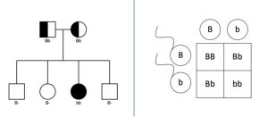 Side-by-side images: Left—A pedigree chart showing two heterozygous parents (Bb) with four offspring, one of which is homozygous recessive (bb) and shaded. Right—A Punnett square for a Bb × Bb cross showing the combinations BB, Bb, Bb, and bb. (linked Image Description available)
