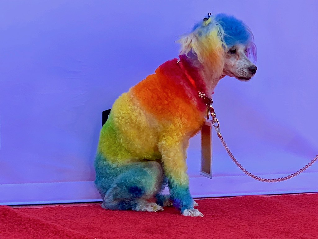 Small poodle dyed in rainbow bands sits leashed on red carpet against purple backdrop.