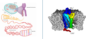 Illustration of DNA unwinding from chromosomes inside a cell (left) and a 3D protein structure of a membrane-spanning G-protein (right), labeled with helices. (linked Image Description available)