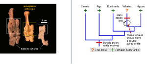 Two-panel figure showing Eocene whale ankle bones matching a pronghorn antelope’s double-pulley ankle, and a phylogeny placing whales within artiodactyls where the “double pulley ankle” evolved and was later “ankle bones lost” in whales. (linked Image Description available)