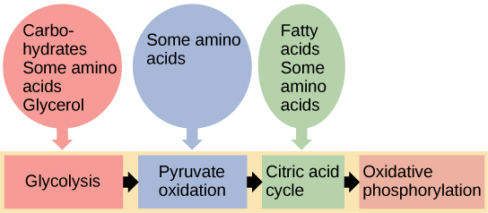 Diagram of cellular respiration stages: Glycolysis, Pyruvate oxidation, Citric acid cycle, Oxidative phosphorylation, with corresponding inputs.