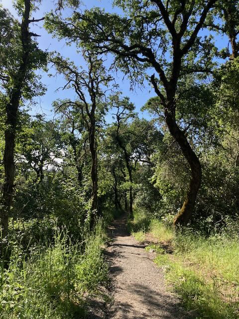 A path with grass and trees on either side