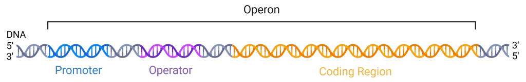 Diagram of a DNA operon showing Promoter (blue), Operator (purple), and Coding Region (orange) segments.