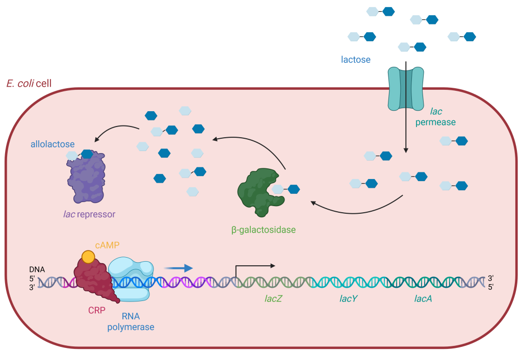 Diagram of lactose operon regulation in E. coli cell.