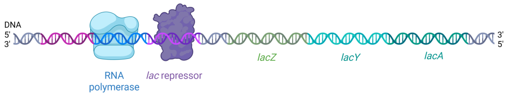 Illustration of DNA with RNA polymerase, lac repressor, and labeled regions lacZ, lacY, and lacA.