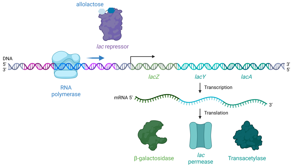 Diagram showing the lactose operon with interactions between DNA, RNA polymerase, lac repressor, allolactose, transcription, and translation leading to enzyme production (β-galactosidase, lac permease, transacetylase).