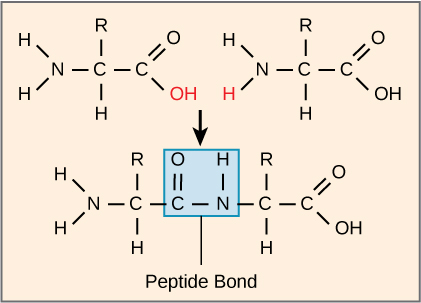 Chemical diagram illustrating peptide bond formation between two amino acids.