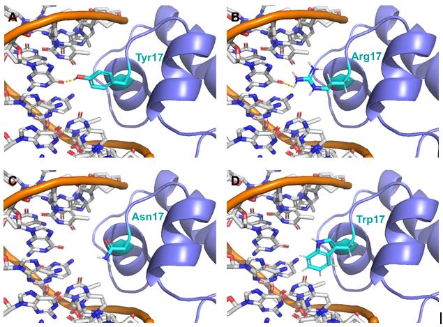 Four-panel figure showing the 3D molecular structures of LacI bound to DNA with four different amino acids at position 17