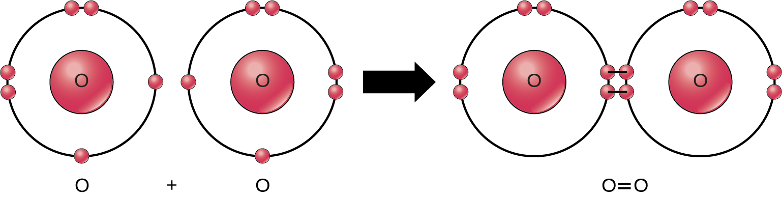 Illustration showing two oxygen atoms combining to form an O₂ molecule with a double bond.
