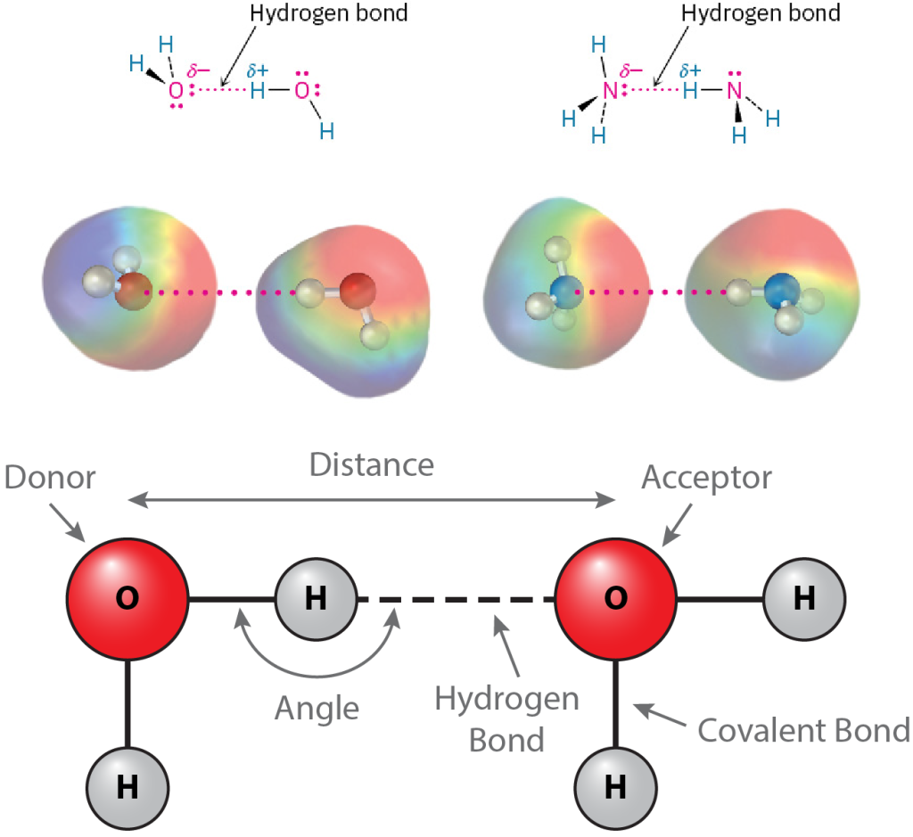 Diagrams illustrating hydrogen bonds between water and ammonia molecules with 3D models and a simplified hydrogen bonding diagram.