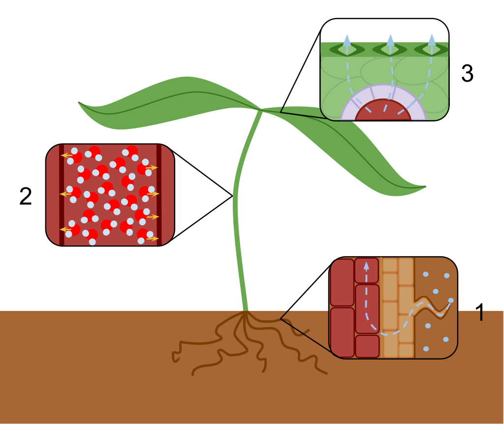 Illustration of a young plant showing transpiration, root water uptake, and water movement in plant tissues.