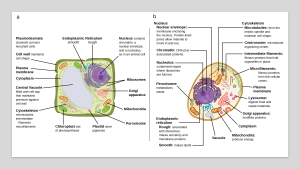 Comparison of labeled diagrams of a plant cell and an animal cell with annotations. (linked Image Description available)