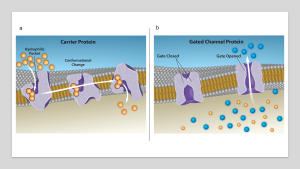 Two-panel diagram of facilitated diffusion: left, orange solutes bind a carrier protein that flips shape to release them; right, blue solutes pass through a channel whose gate opens when triggered. (linked Image Description available)