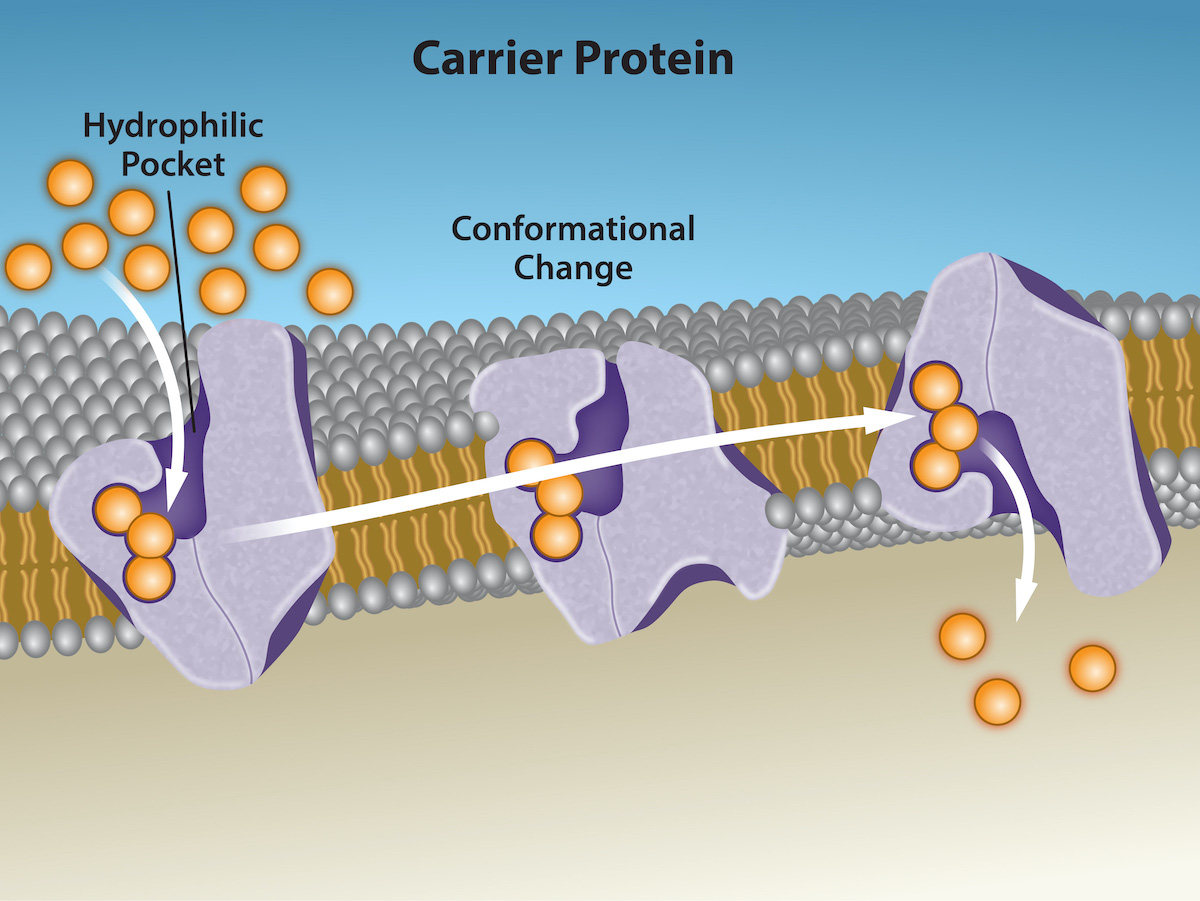 Illustration showing a carrier protein transporting molecules across a cell membrane.