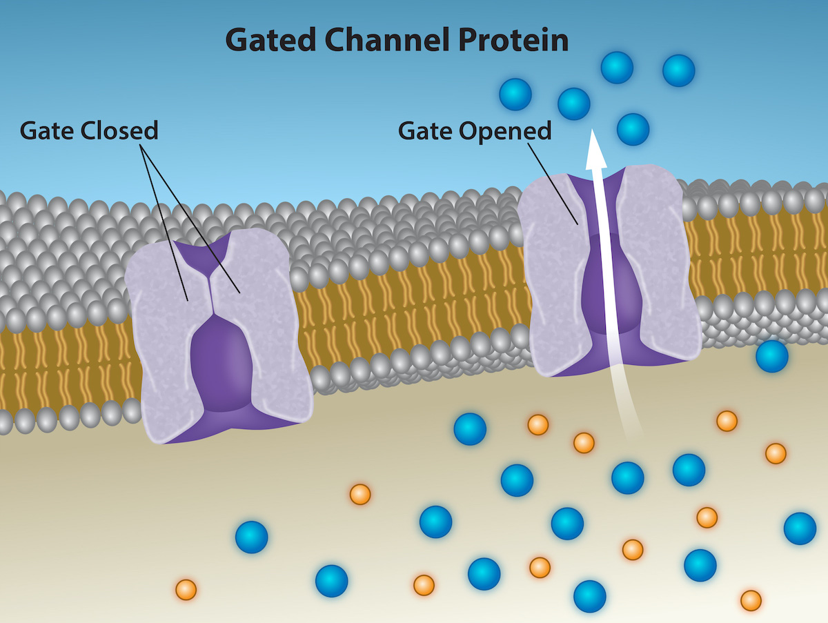 Cross-section diagram of gated channel proteins within a cell membrane, showing one gate closed and another opened.