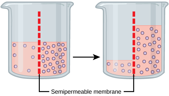Diagram of two beakers with a semipermeable membrane showing diffusion of solute particles.