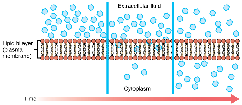 Diagram of a lipid bilayer showing molecular movement from extracellular fluid to cytoplasm.