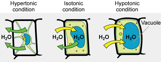 Diagram of plant cells in hypertonic, isotonic, and hypotonic conditions with water movement.