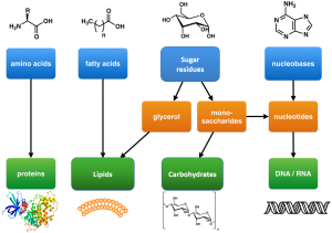 Flowchart of biological molecules and their corresponding monomers (image description below).