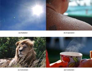Four images illustrating radiation, evaporation, convection, and conduction.