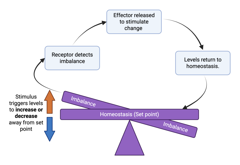 Diagram of a homeostasis feedback loop with a seesaw indicating imbalance, arrows showing stimuli changes, and labels detailing the process.