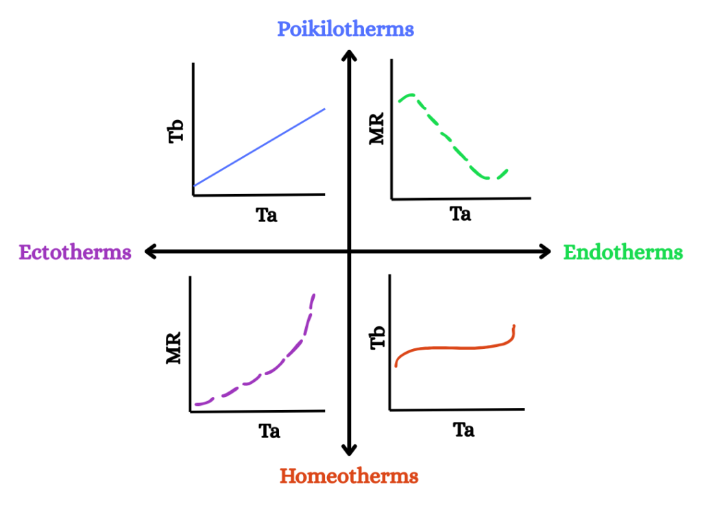 A quadrant graph depicting relationships between temperature and either body temperature or metabolic rate for poikilotherms, endotherms, ectotherms, and homeotherms.