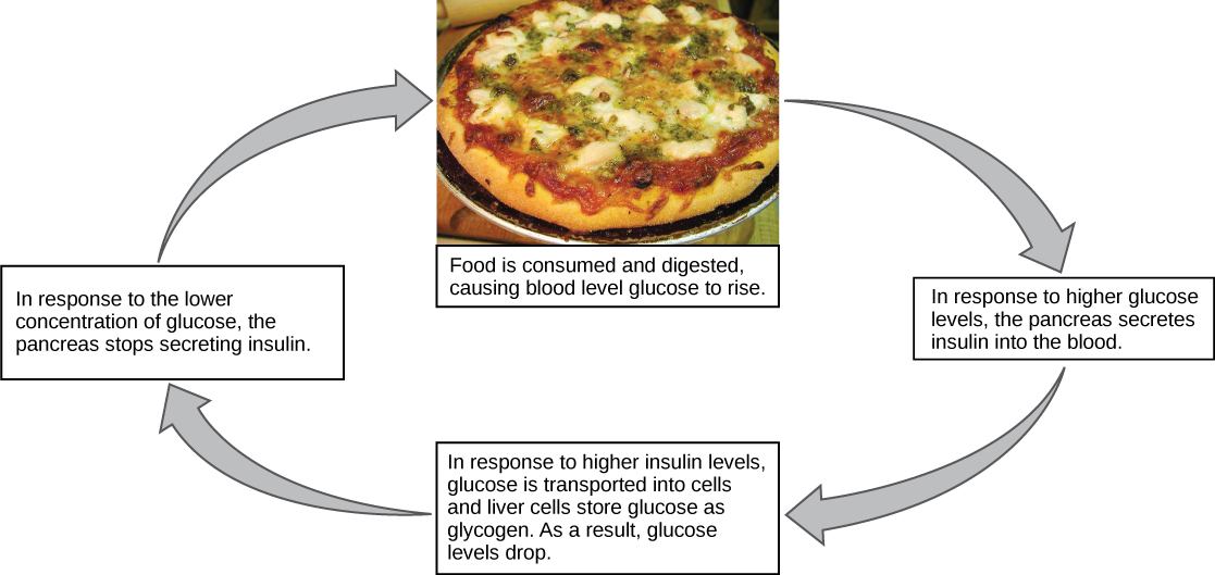 A cycle diagram of blood glucose regulation with a central image of pizza.