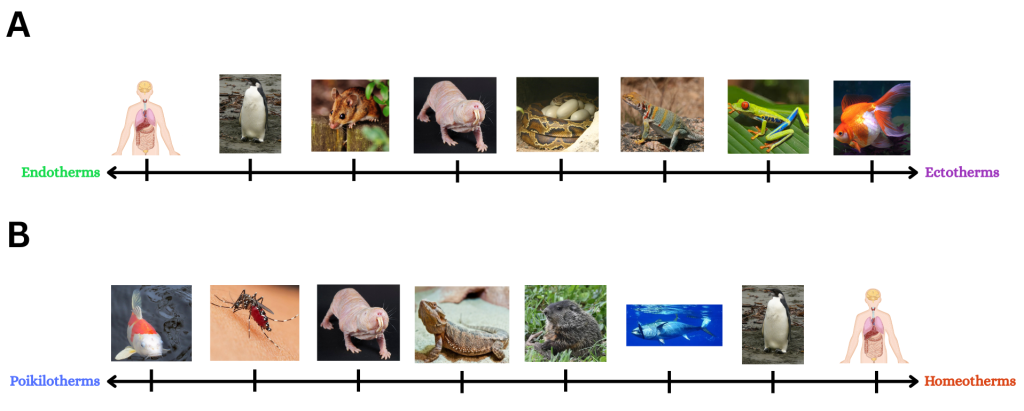 Image illustrating endotherm-ectotherm and poikilotherm-homeotherm spectra with various animals.