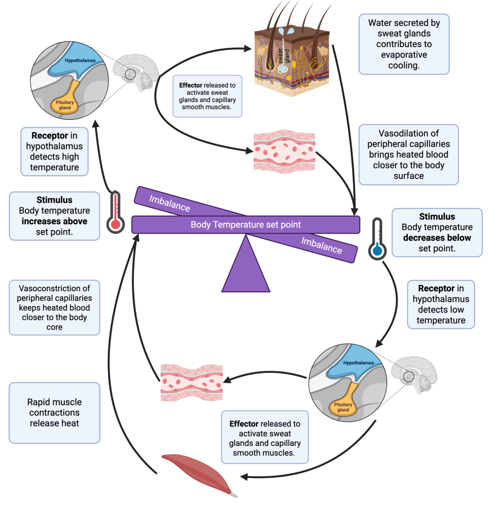 Diagram showing human body temperature regulation through hypothalamus, sweat glands, and vasodilation/vasoconstriction.