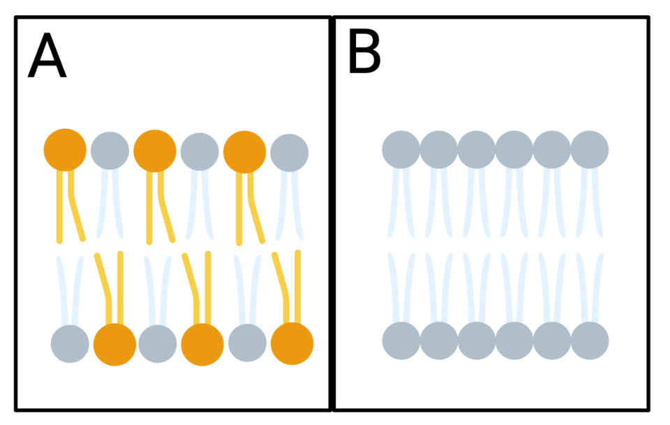 Diagram showing a phospholipid bilayer with mixed saturated and unsaturated fatty acids in panel A and a phospholipid bilayer with saturated fatty acids in panel B.