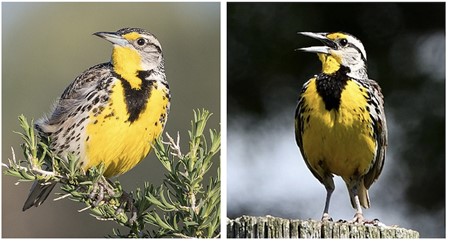 2 birds that look simialr to one another but are different specise