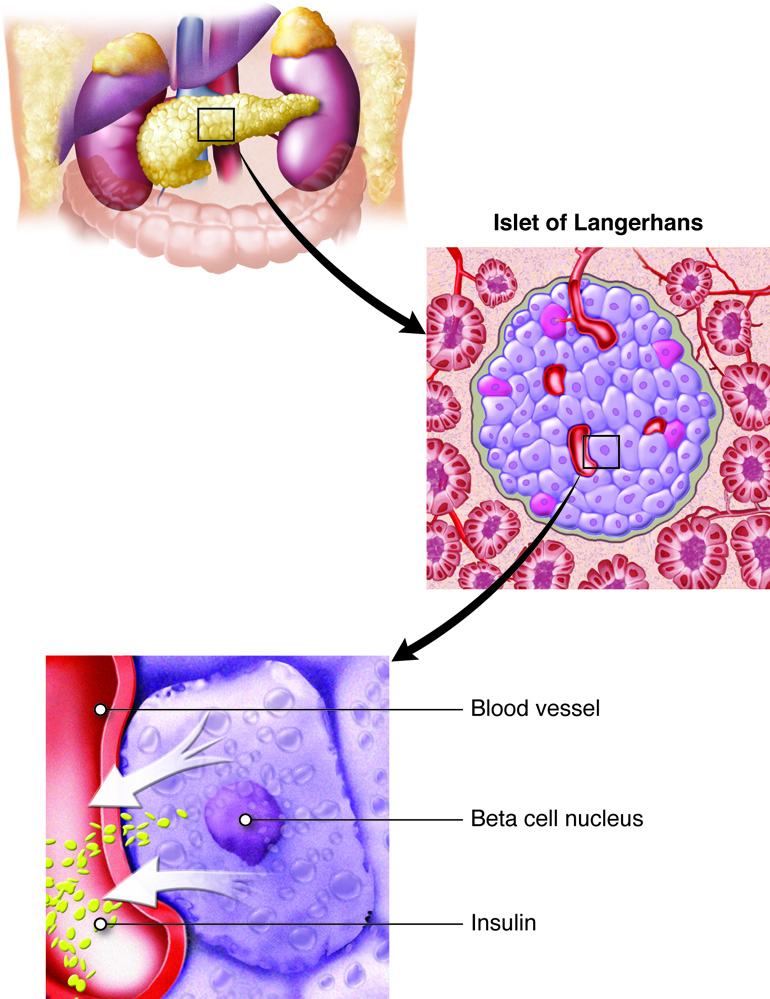 Illustration of the pancreas showing Islet of Langerhans with a detailed view of a beta cell and insulin release.