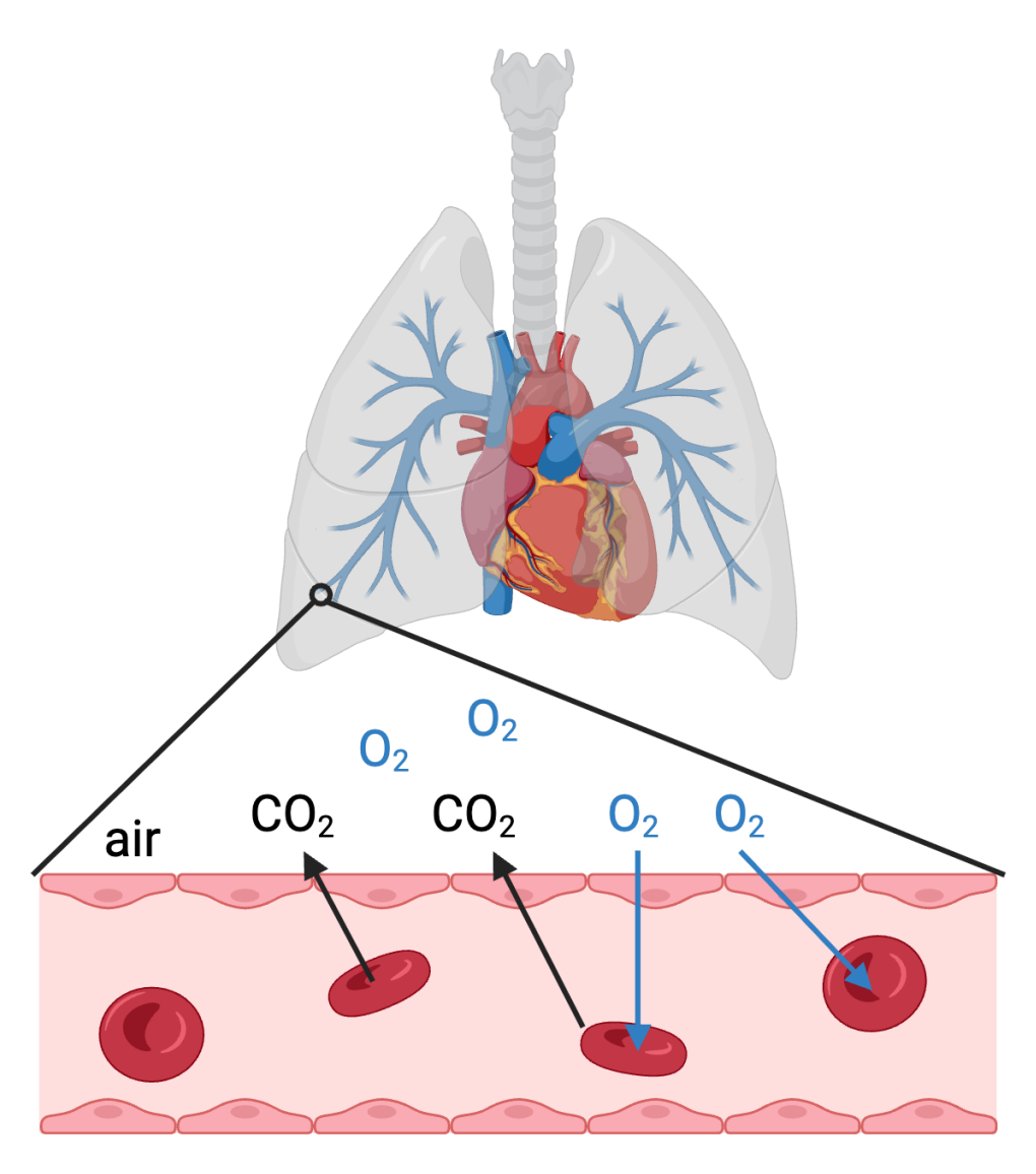 Diagram of human lungs and gas exchange in lung capillaries with blood cells.