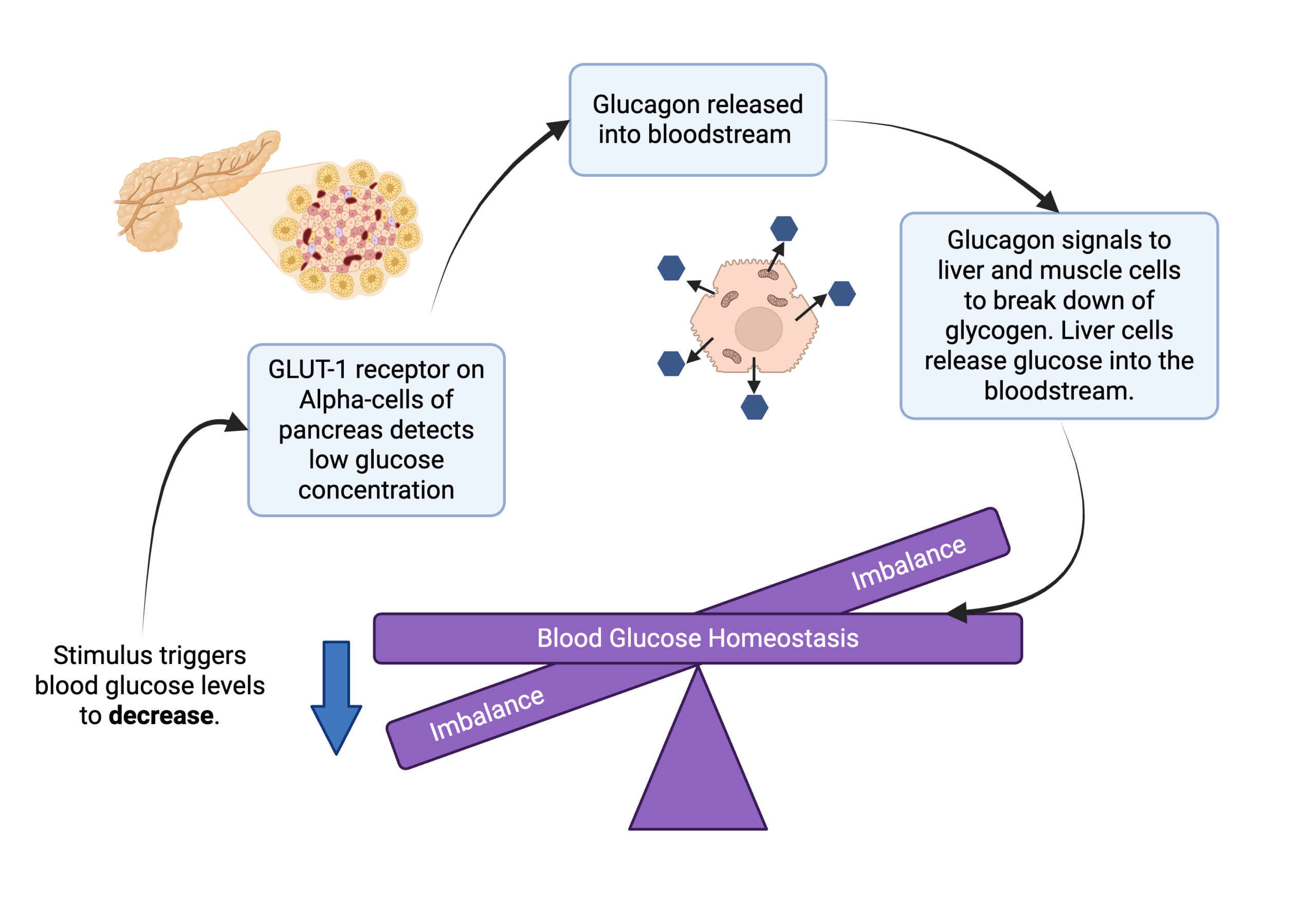 Diagram showing blood glucose homeostasis through glucagon action, involving pancreas detection and liver glycogen breakdown.