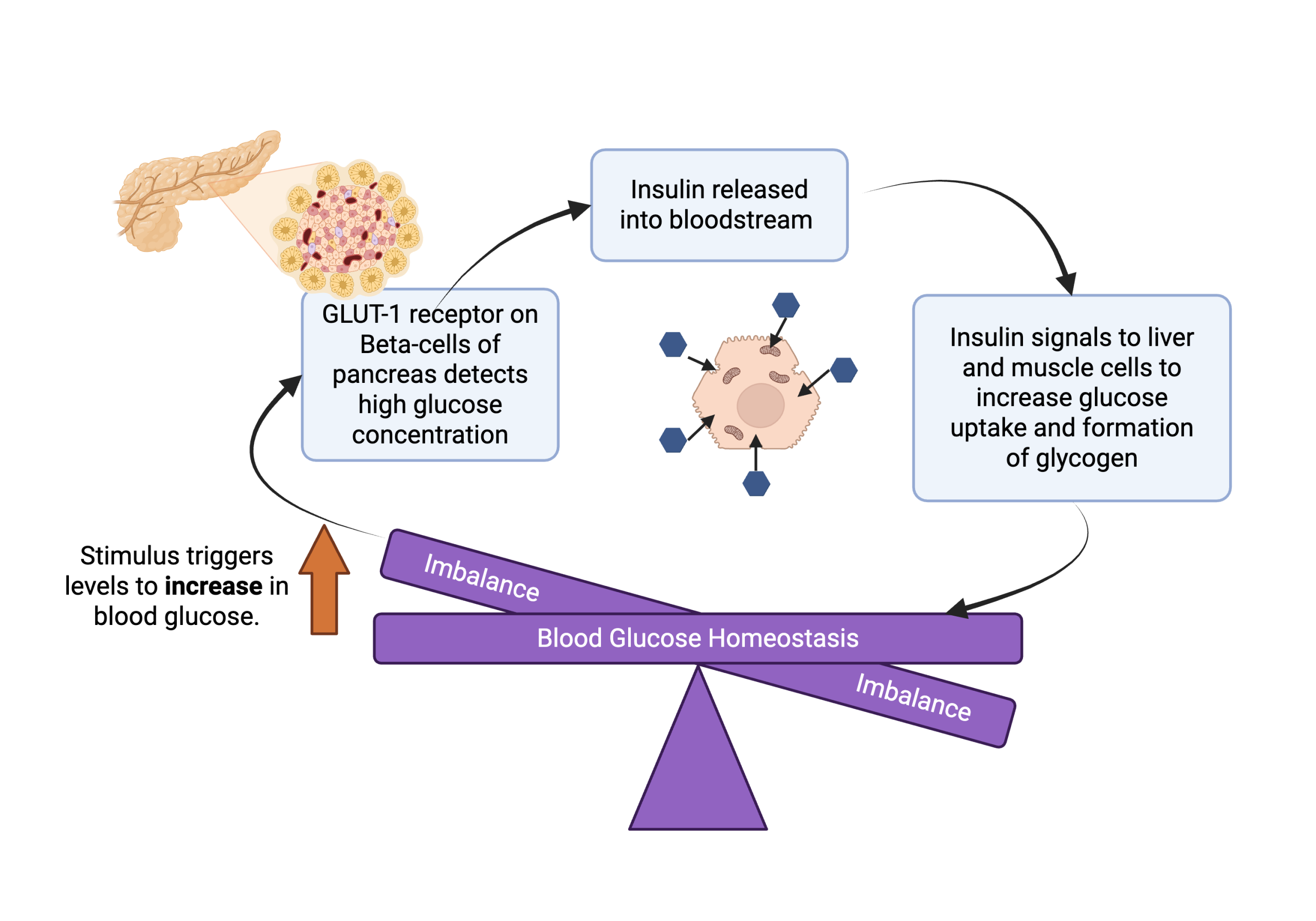 Flowchart of insulin's role in blood glucose homeostasis.